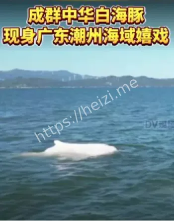中华白海豚